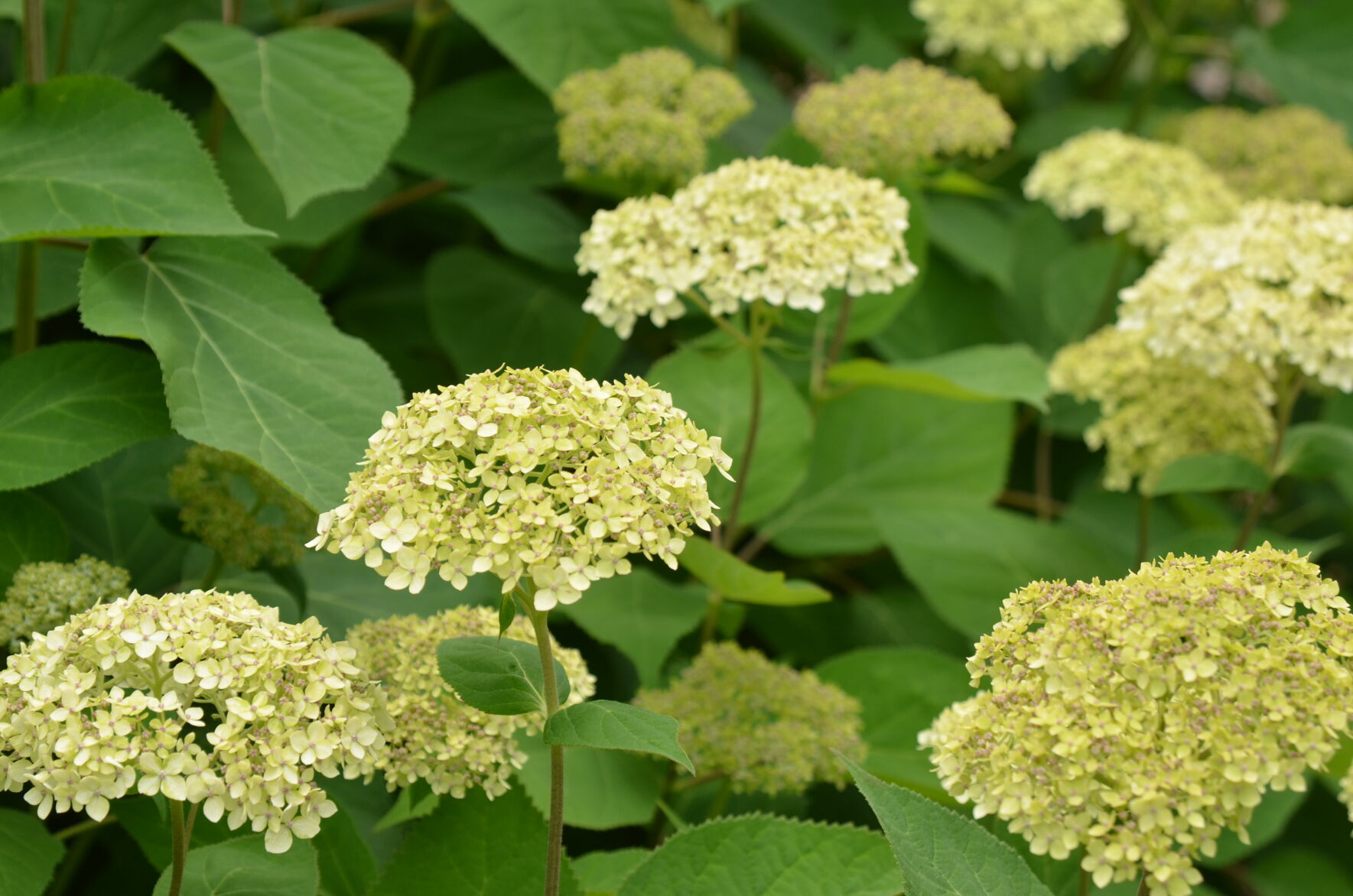 'Hydrangea arborescens 'SMNHALR' (Lime Rickey)